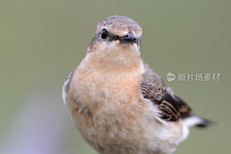 捕蝇鸟:成年北方麦穗或麦穗(Oenanthe Oenanthe)。